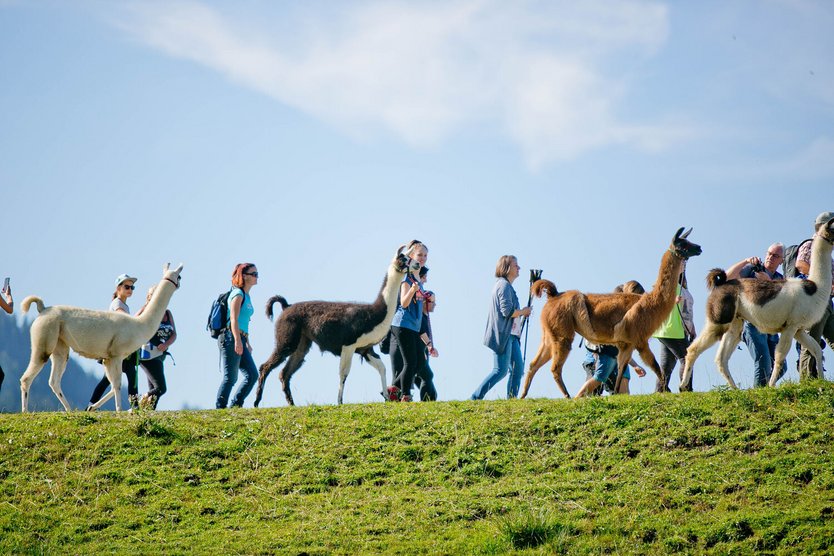 Ein besonderes Urlaubs-Highlight: Alpaka-Wandern in Inzell