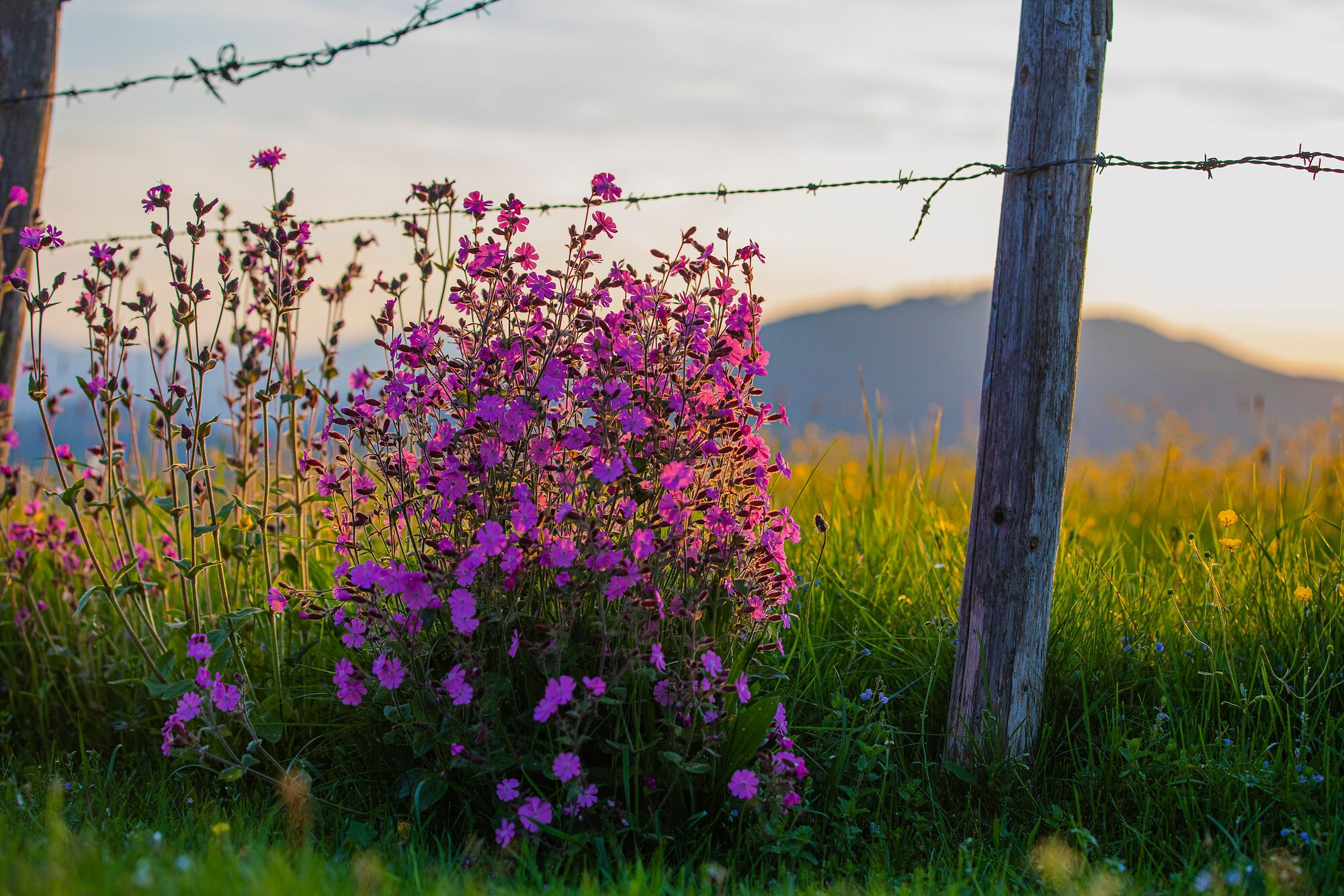 Wildblumen am Wegesrand in Inzell
