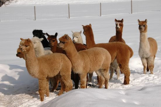 Alpakas im Winter