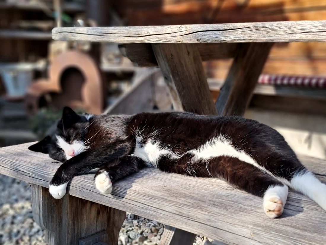 Hofkatze Diego wartet auf Streicheleinheiten
