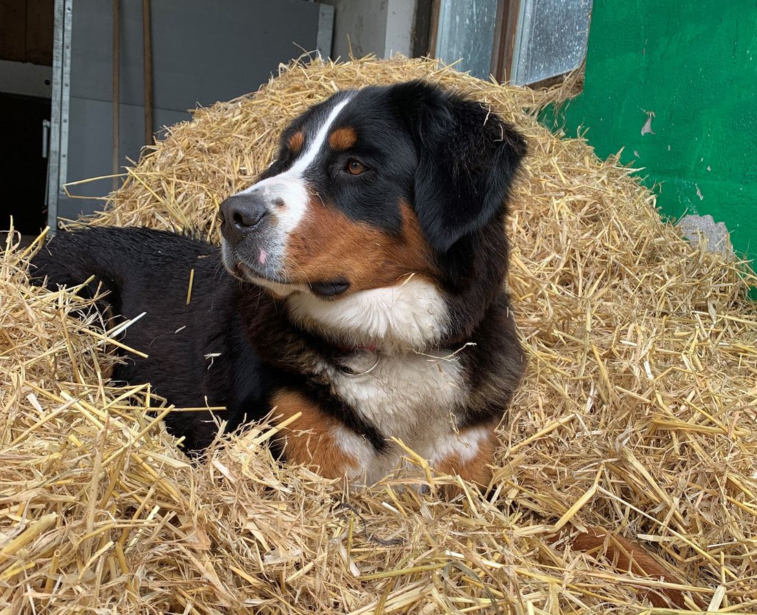 Hofhund Emma